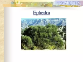 Ephedra