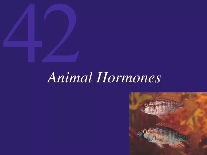 animal hormones