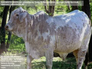 Northern Territory steer, post-mortem skin specimen