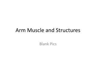 Arm Muscle and Structures