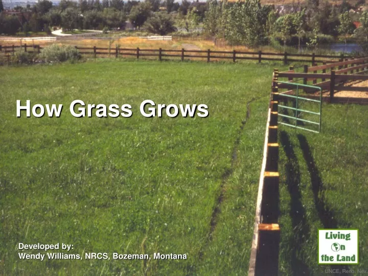 how grass grows
