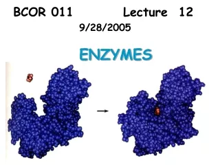 BCOR 011 			Lecture  12   				 9/28/2005 			ENZYMES