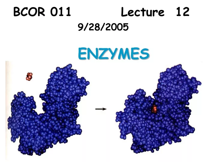 bcor 011 lecture 12 9 28 2005 enzymes