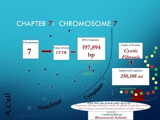 Chapter  7 :  Chromosome  7