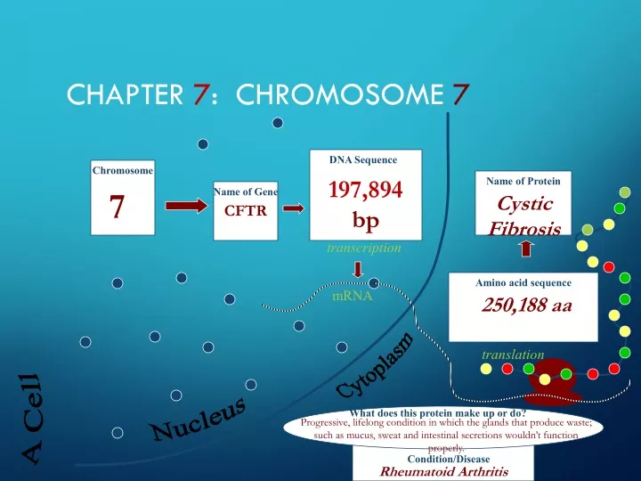 chapter 7 chromosome 7