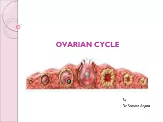 OVARIAN CYCLE