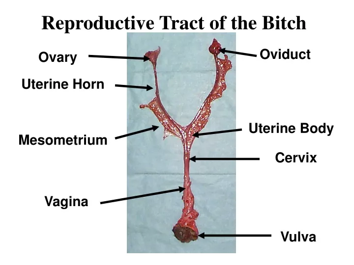 reproductive tract of the bitch