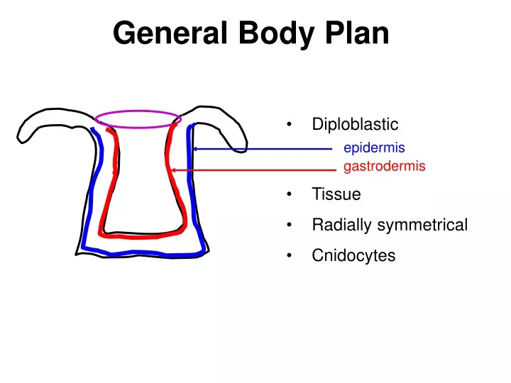 general body plan