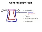 General Body Plan - slide 1