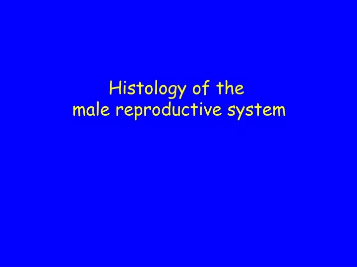 histology of the male reproductive system