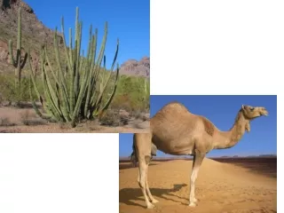 What wildlife lives in the desert?