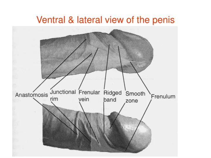 ventral lateral view of the penis