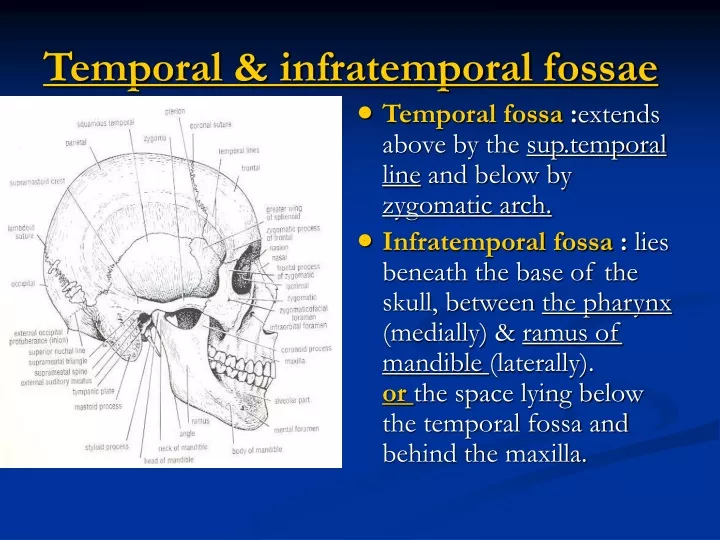 temporal infratemporal fossae