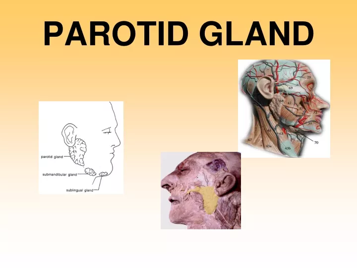 parotid gland