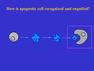 How is apoptotic cell recognized and engulfed?