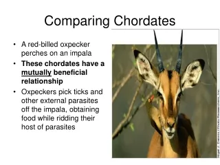 Comparing Chordates