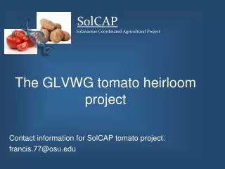 The GLVWG tomato heirloom project