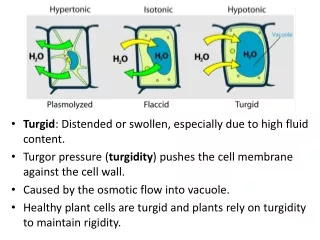 Turgid : Distended or swollen, especially due to high fluid content.