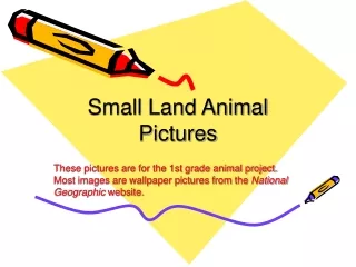 Small Land Animal Pictures