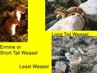 Ermine or Short Tail Weasel
