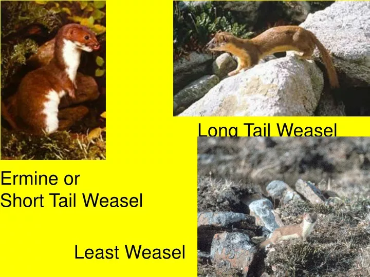 long tail weasel