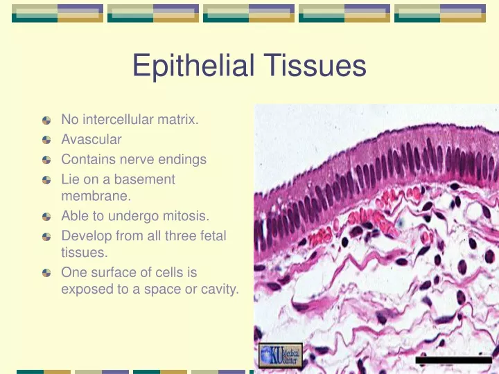 epithelial tissues