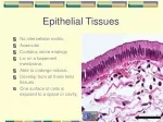 PPT - Epithelial,Connective,Muscle and Nervous Tissues PowerPoint ...