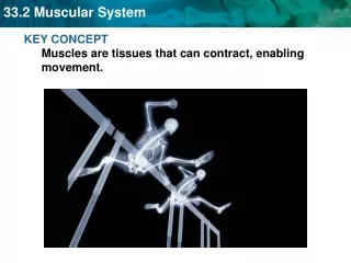 KEY CONCEPT  Muscles are tissues that can contract, enabling movement.