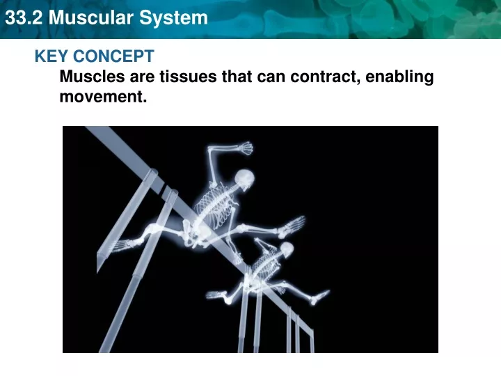 key concept muscles are tissues that can contract