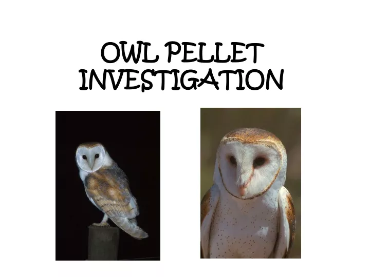 owl pellet investigation