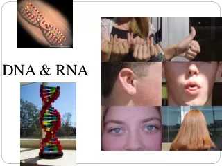 DNA &amp; RNA