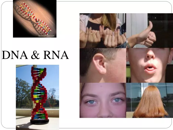 dna rna