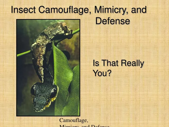 camouflage mimicry and defense