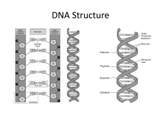 Ppt - Dna Structure Powerpoint Presentation, Free Download - Id:563881