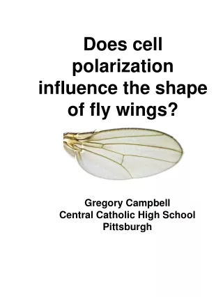 Does cell polarization influence the shape of fly wings?