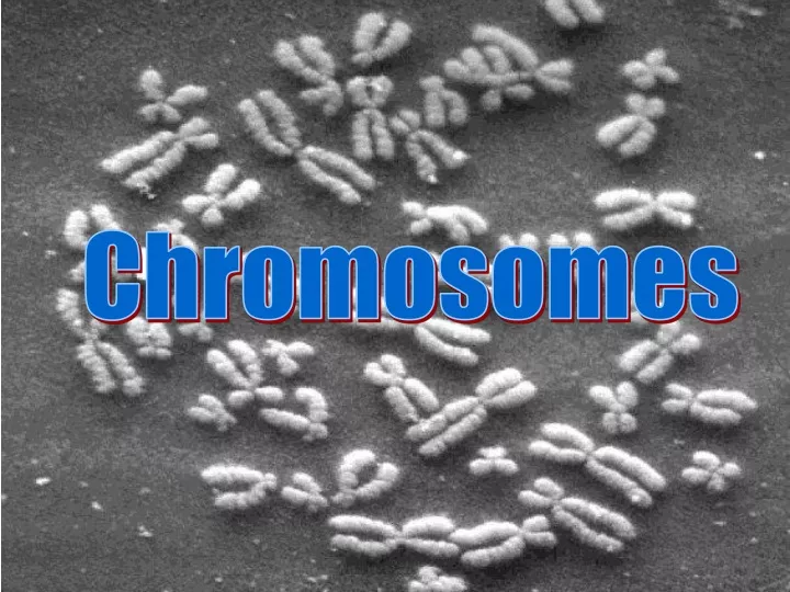 chromosomes