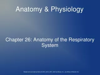 Chapter 26: Anatomy of the Respiratory System