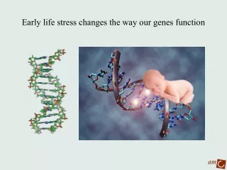 Early life stress changes the way our genes function