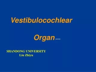 Vestibulocochlear  Organ ---- SHANDONG UNIVERSITY                 Liu Zhiyu