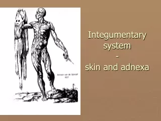 Integumentary system - skin and adnexa