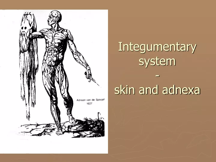 integumentary system skin and adnexa