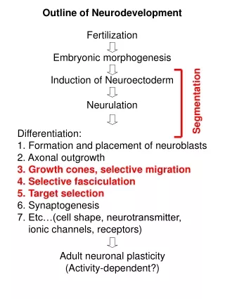 Outline of Neurodevelopment
