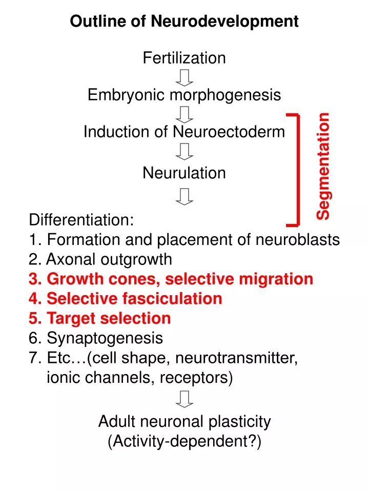 outline of neurodevelopment