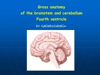 Gross anatomy   of the brainstem and cerebellum  Fourth ventricle