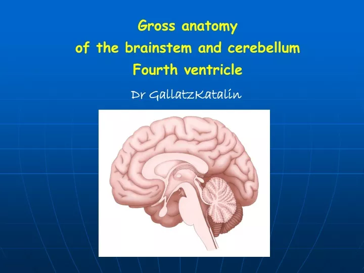 gross anatomy of the brainstem and cerebellum