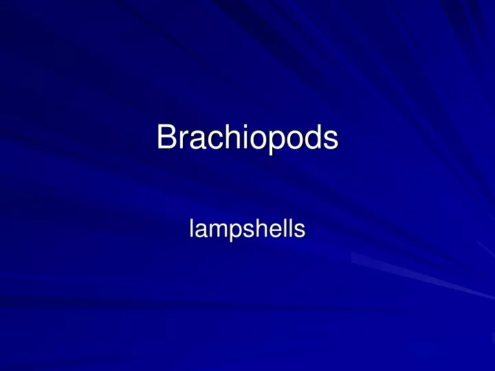 brachiopods