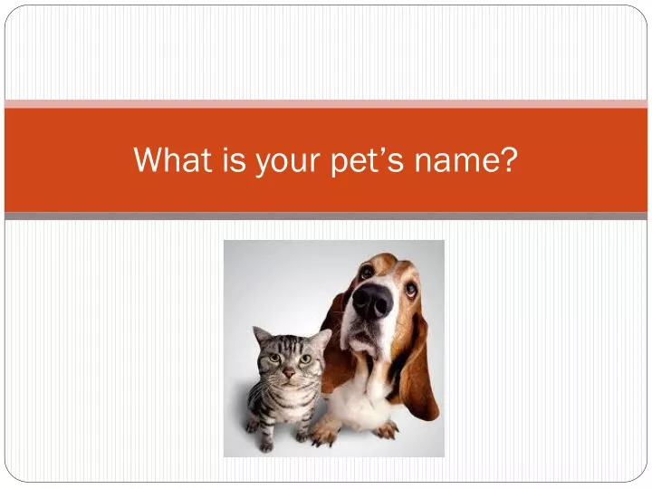 what is your pet s name