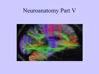 Neuroanatomy Part V