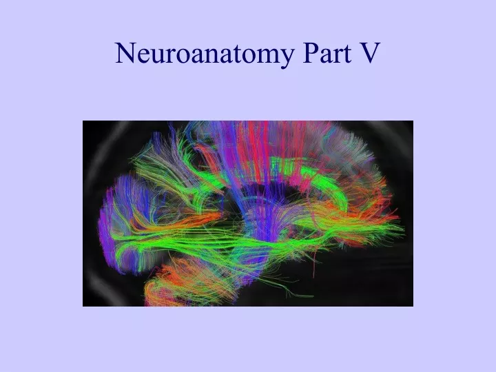 neuroanatomy part v