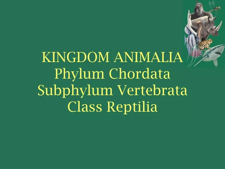 kingdom animalia phylum chordata subphylum vertebrata class reptilia
